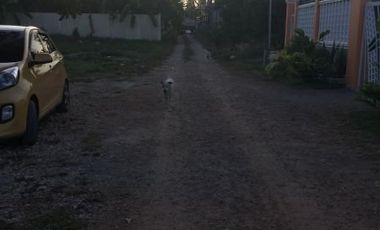 Own or Lease: 4,995 sqm Property in Panglao with 2 Studio Units | BOHOLANA REALTY