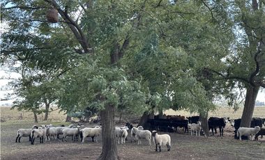Campo en venta en Magdalena. 450 Has mixto
