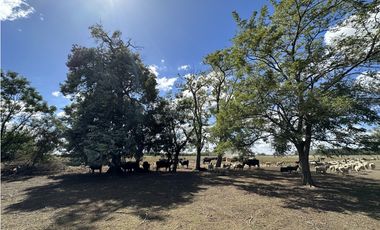 Campo en venta en Magdalena. 450 Has mixto