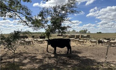 Campo en venta en Magdalena. 450 Has mixto