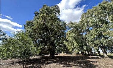 Campo en venta en Magdalena. 450 Has mixto