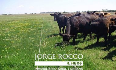 Campo en venta en Magdalena. 450 Has mixto