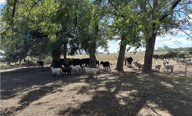 Campo en venta en Magdalena. 450 Has mixto