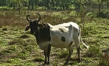 Terreno Campestre en Venta en Montemorelos