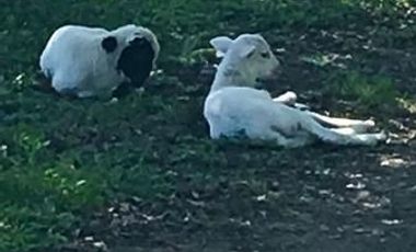 Terreno Campestre en Venta en Montemorelos