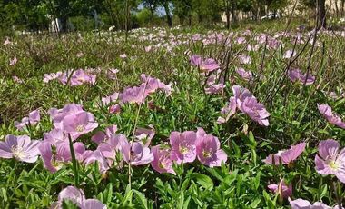 Terreno Campestre en Venta en Montemorelos