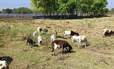 Terreno Campestre en Venta en Montemorelos