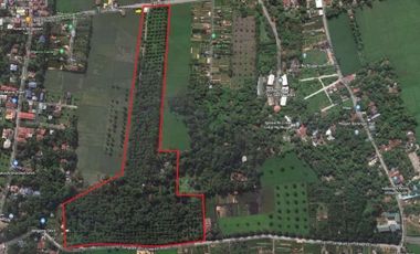 Mango Farm For Sale in Bulacan