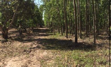 Land for sale in Kaeng Dinso, Prachin Buri