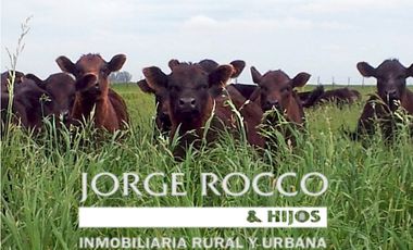 Campo en venta en Gobernador Udaondo, Cañuelas. 112 Has ganadero
