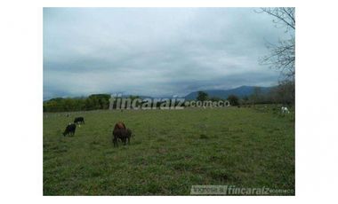 Finca Producción en venta en callejon de guali 1935308