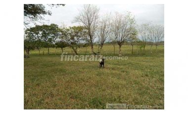 Finca Producción en venta en callejon de guali 1935308