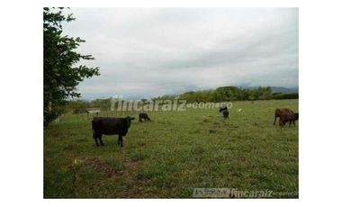 Finca Producción en venta en callejon de guali 1935308