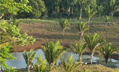 VENDO FINCA EN METETI SON 1300 HECTAREAS