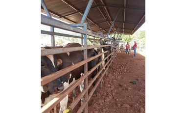 VENDO FINCA EN METETI SON 1300 HECTAREAS