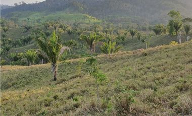 VENDO FINCA EN METETI SON 1300 HECTAREAS