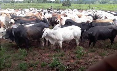 VENDO FINCA EN METETI SON 1300 HECTAREAS