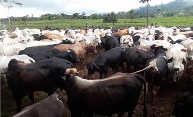 VENDO FINCA EN METETI SON 1300 HECTAREAS