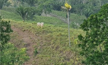 VENDO FINCA EN METETI SON 1300 HECTAREAS