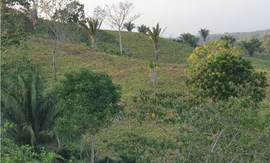 VENDO FINCA EN METETI SON 1300 HECTAREAS