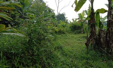 Jual murah tanah kebun bekas sawah Pedesaan Kertasari Bojong Purwakarta Jawa Barat