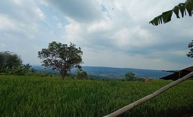 Jual murah tanah kebun bekas sawah Pedesaan Kertasari Bojong Purwakarta Jawa Barat