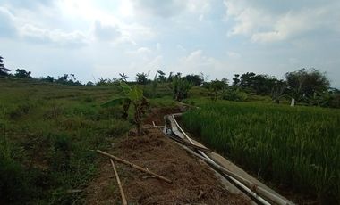 Jual murah tanah kebun bekas sawah Pedesaan Kertasari Bojong Purwakarta Jawa Barat