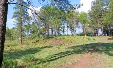 VENDO CHACRA CAMPO EN PROFUNDIDAD CANDELARIA 10 HECTAREAS SOBRE ASFALTO A 20 MINUTOS DE POSADAS