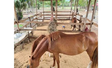 VENDO FINCA EN LA CHORRERA CERRO CAMA LAS PAVAS 3 HECTREAS CON 100MTS
