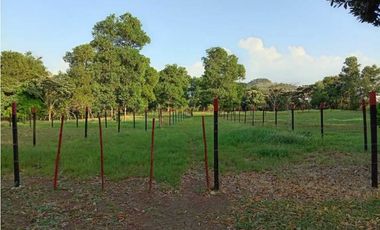 VENDO FINCA EN LA CHORRERA CERRO CAMA LAS PAVAS 3 HECTREAS CON 100MTS