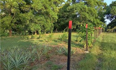 VENDO FINCA EN LA CHORRERA CERRO CAMA LAS PAVAS 3 HECTREAS CON 100MTS