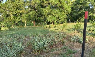 VENDO FINCA EN LA CHORRERA CERRO CAMA LAS PAVAS 3 HECTREAS CON 100MTS