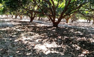 VT-004 RANCHO EN PRODUCCION  A  30 MINUTOS DE ACAPULCO