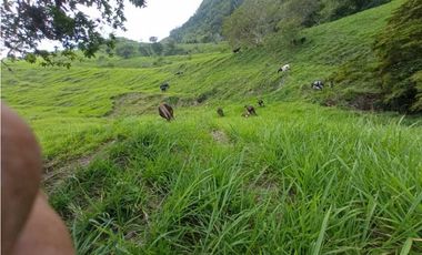 En venta 30 Hectáreas en La Armenia-Garcia Moreno