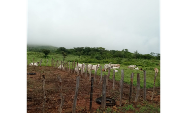 Se Vende Finca de 47.6 Hectáreas  en Natá