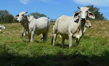 Se Vende Finca de 47.6 Hectáreas  en Natá