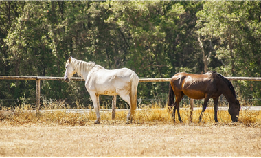 Se Vende Finca de 47.6 Hectáreas  en Natá