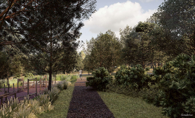 Terreno en Venta, Artesa, Arteaga, Coahuila
