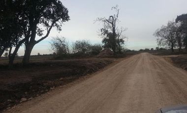 CAMPOS DE VICTORIA CANNING! ULTIMOS LOTES.