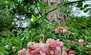 Lotes La Arboleda Miramar a 500 mts dl Bosque Vivero Dunícola Florentino Ameghino.