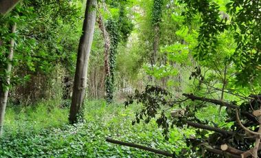 Lotes La Arboleda Miramar a 500 mts dl Bosque Vivero Dunícola Florentino Ameghino.