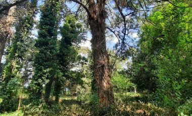 Lotes La Arboleda Miramar a 500 mts dl Bosque Vivero Dunícola Florentino Ameghino.