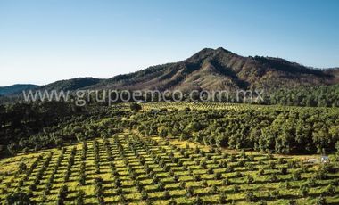 TERRENO CAMPESTRE RESERVA SAN GREGORIO, CONCEPCIÓN DE BUENOS AIRES