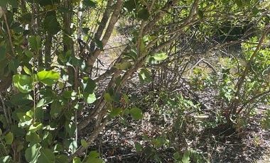 Agrícola en Venta en Ubicación: 35°58´45.7