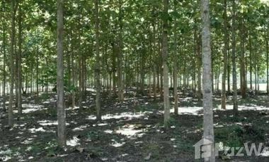 Land for sale in Mae Raem, Chiang Mai