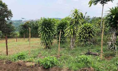 TERRENOS EN TARAPOTO EN VILLA AUTONOMA