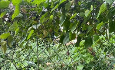 Venta de terreno en La Loma (Pueblo Nuevo) GTA