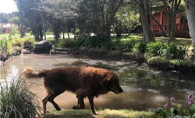 QUINTA EN VENTA PUEMBO 10.400 M2 JARDINES RESERVORIO EXCELENTE SECTOR