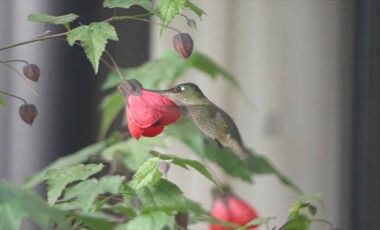 Casa en Venta en  VALLE LOS NARANJOS