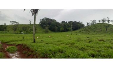 VENDO TERRENO EN LLANITO VERDE DE LA CHORRERA HURTADO 230000MTS
